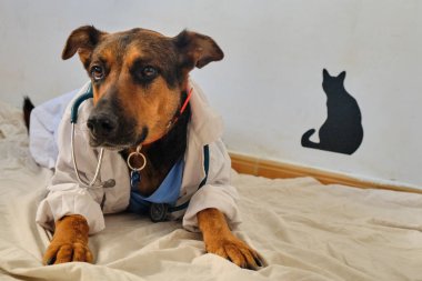 Köpek veteriner kliniğinde.