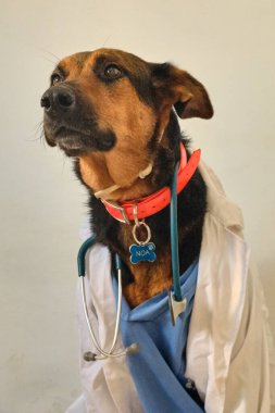 Mavi arka planda veteriner üniformalı şirin bir köpeğin portresi.