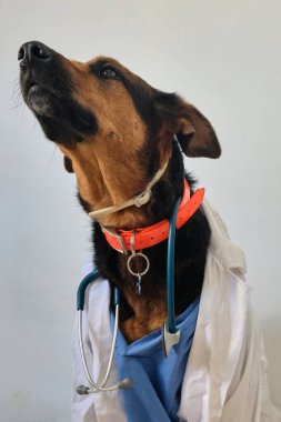 Hastanedeki köpek. Veteriner Kliniği