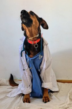 Üniformalı, steteskoplu ve klinikteki masada duran sevimli köpek portresi..