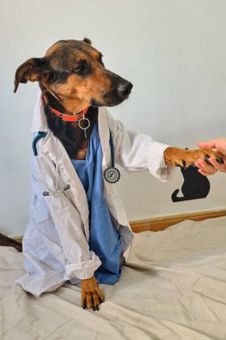 Elinde bir köpekle veteriner, veteriner kliniği.