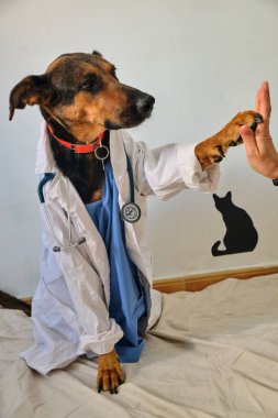 Veteriner steteskopla şirin bir köpeği inceliyor.