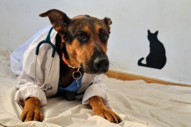 Klinikte steteskoplu bir köpek var.