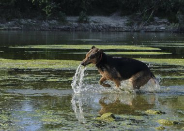 Alman çoban köpeği yazın nehirde, suda oynuyor.