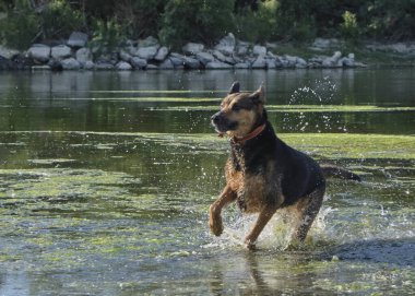 siyah köpek su içinde
