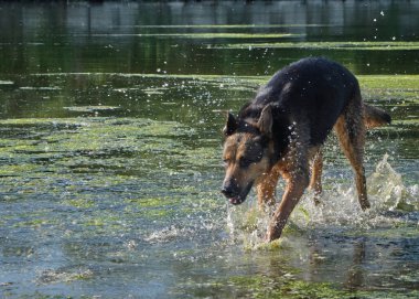 Köpek suyla oynuyor.