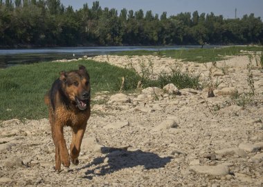 Baharda parkta çobanlı bir köpek.