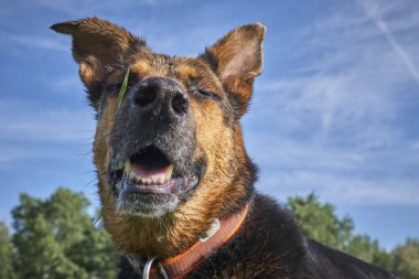 Doğa üzerindeki köpek portresi