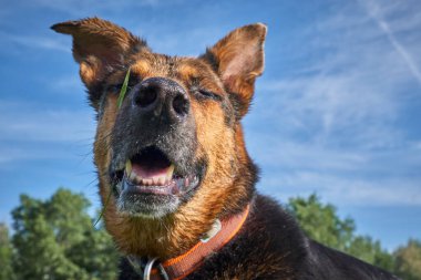 Bir köpeğin portresi.
