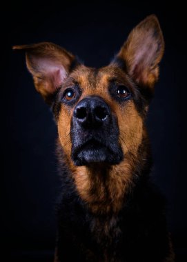 Koyu mavi arka planda şirin bir Alman çoban köpeğinin portresi.