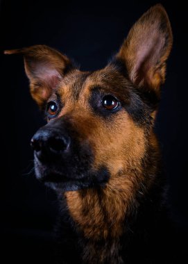 Sevimli bir Alman çoban köpeğinin portresi