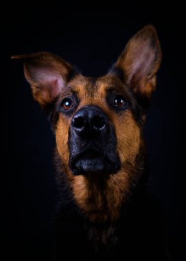 Alman çoban köpek portre