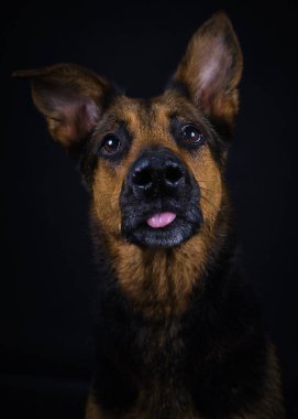 Siyah yakalı bir köpek..