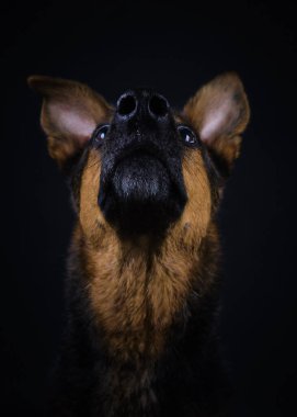 Alman çoban köpeği portresi stüdyoda.