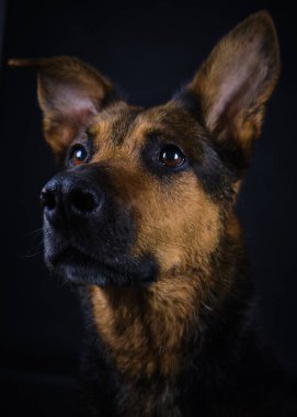 Alman çoban köpeği, portre