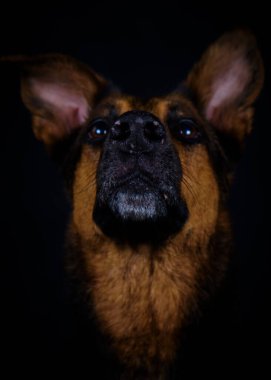 Kameraya tuhaf bir şekilde bakan sevimli melez bir köpeğin portresi..