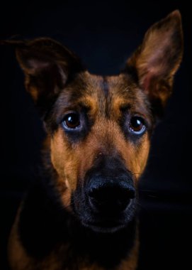 Şirin bir köpeğin portresi.