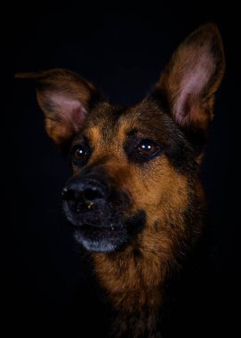 siyah arka plan üzerinde köpek portresi.