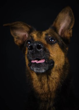 Kahverengi arka planda siyah yakalı bir köpeğin portresi.