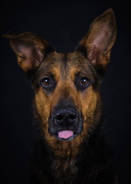 Siyah arka planda dili olan Alman çoban köpeği portresi