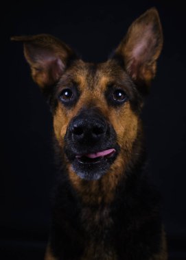 siyah arka plan üzerinde köpek portresi