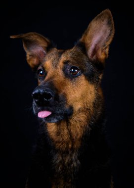 Alman çoban köpek portre