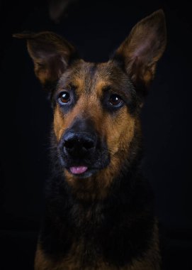 Alman çoban köpeği portresi stüdyoda.