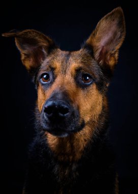 Sevimli bir Alman çoban köpeğinin portresi