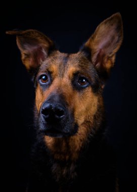 Sevimli bir köpeğin portresi.