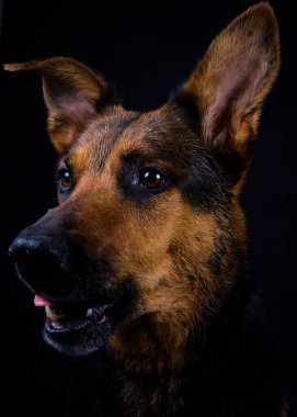 Siyah arka planda Alman çoban köpeği