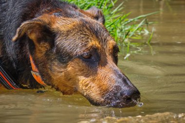 Çamurda bir köpek oynuyor.