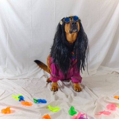 Köpek renkli balonlar ile