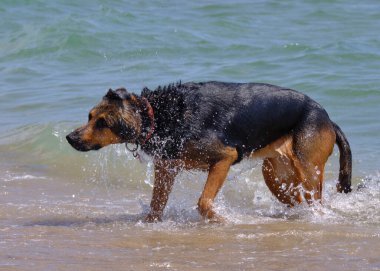 Kumsaldaki köpek.