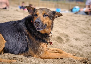 Kumda Alman çoban köpeği