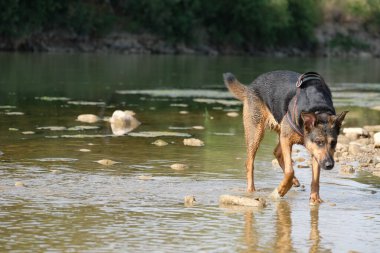 Nehirde küçük bir köpek koşuyor.