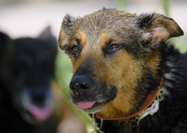 Siyah burunlu köpek..