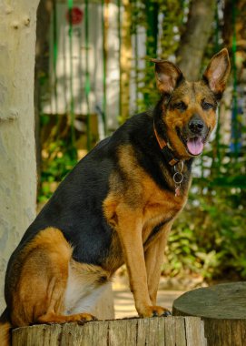 Köpek, parktaki bankta Rus doberman yetiştiriyor.