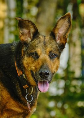 Bir köpek portresi. Parktaki köpek.