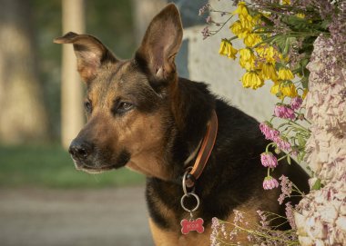 Güzel kahverengi saçlı Alman çoban köpeğinin portresi.