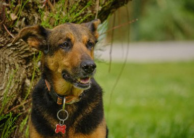 Yazın doğada bir köpek