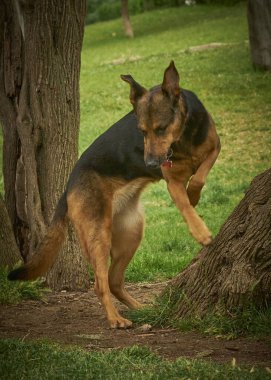 Köpek oyuncakla oynuyor.