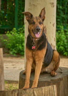 Tahta parktaki kahverengi Alman çoban köpeğinin portresi.