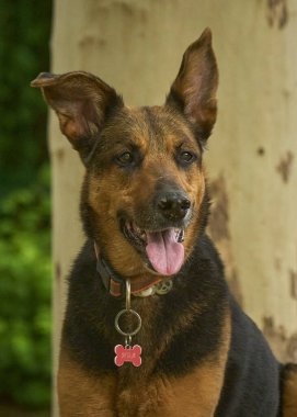 Şirin bir köpeğin portresi.