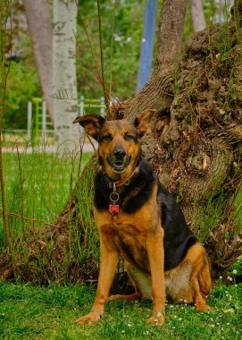 Alman Çoban Bahçede, Slovakya