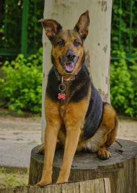 Bir köpeğin portresi.