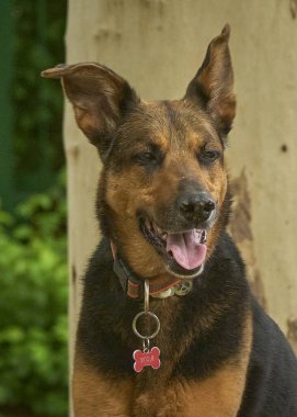 Tasmalı bir köpek..