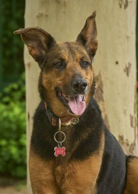 Parkta kırmızı yakalı bir köpek.