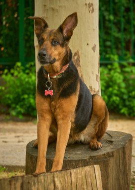 Parktaki bankta bir köpek