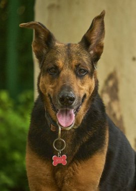 Şirin bir köpeğin portresi.