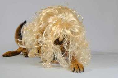 Golden retriever köpeği olan bir köpek.